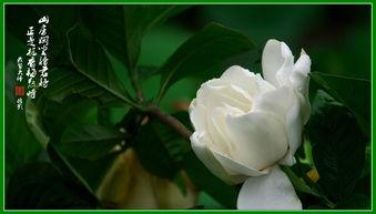 念栀枝,探寻古韵今风中的诗意人生