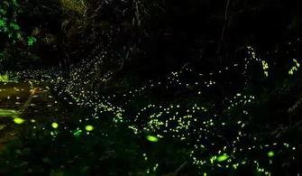 萤火虫 第一季,时空穿越的神秘之旅